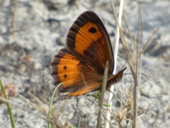 Pyronia bathseba