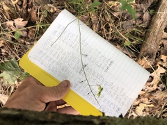 Desmodium × humifusum