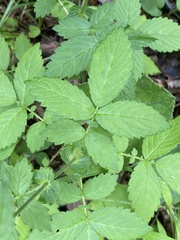 Agrimonia gryposepala