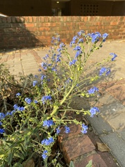 Cynoglossum amabile