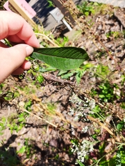 Stagmomantis carolina