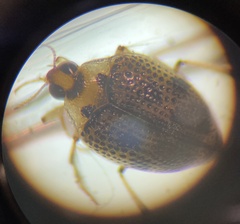 Peltodytes edentulus