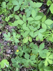 Agrimonia gryposepala