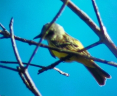 Tyrannus melancholicus