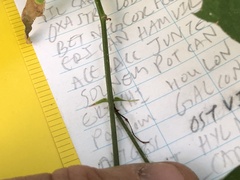 Desmodium × humifusum