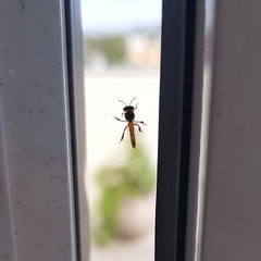 Tetragonisca fiebrigi