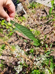 Stagmomantis carolina