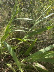 Iris domestica