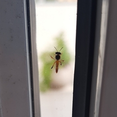 Tetragonisca fiebrigi