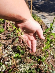 Stagmomantis carolina