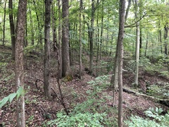 Desmodium × humifusum