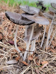 Coprinopsis