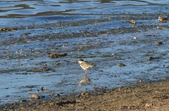 Erythrogonys cinctus