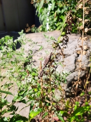 Stagmomantis carolina