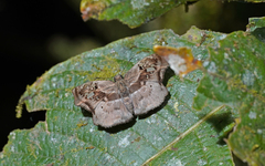 Quadrus lugubris