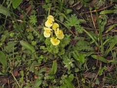 Pedicularis chinensis