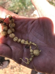 Stachys floridana