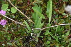 Triantha glutinosa