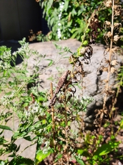 Stagmomantis carolina