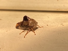 Telamona decorata