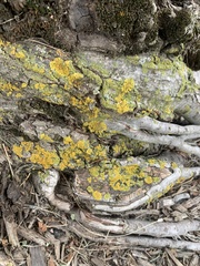 Xanthomendoza ulophyllodes