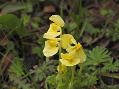 Pedicularis chinensis