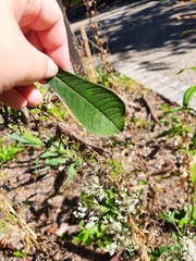 Stagmomantis carolina