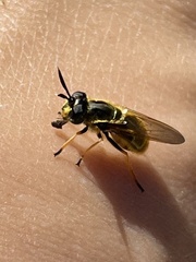 Callicera