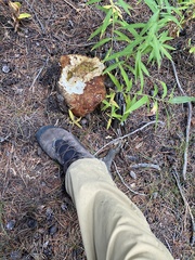 Boletus edulis grandedulis