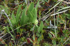 Triantha glutinosa
