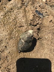 Cipangopaludina chinensis