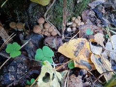 Armillaria borealis