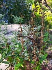 Stagmomantis carolina