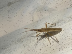 Stenodema trispinosum