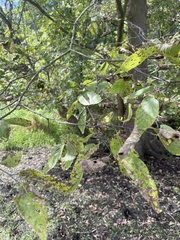 Celtis occidentalis