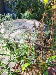 Stagmomantis carolina