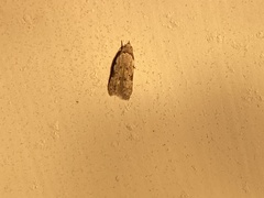 Taygete attributella