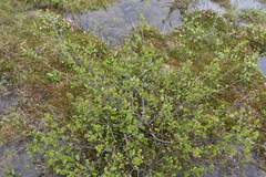 Betula glandulosa