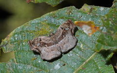 Quadrus lugubris