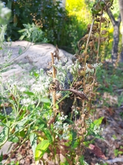 Stagmomantis carolina