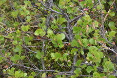 Betula glandulosa
