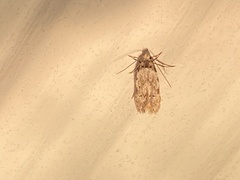 Taygete attributella