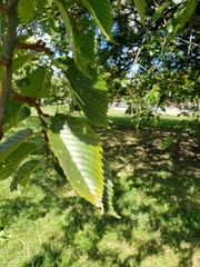 Ulmus