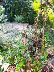 Stagmomantis carolina