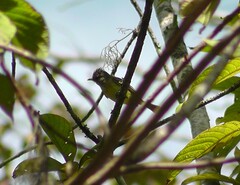 Elaenia flavogaster