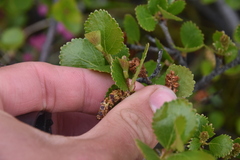 Betula glandulosa