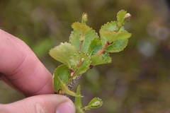 Betula glandulosa