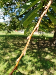 Ulmus