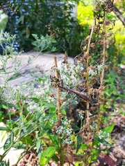 Stagmomantis carolina