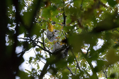 Strix uralensis